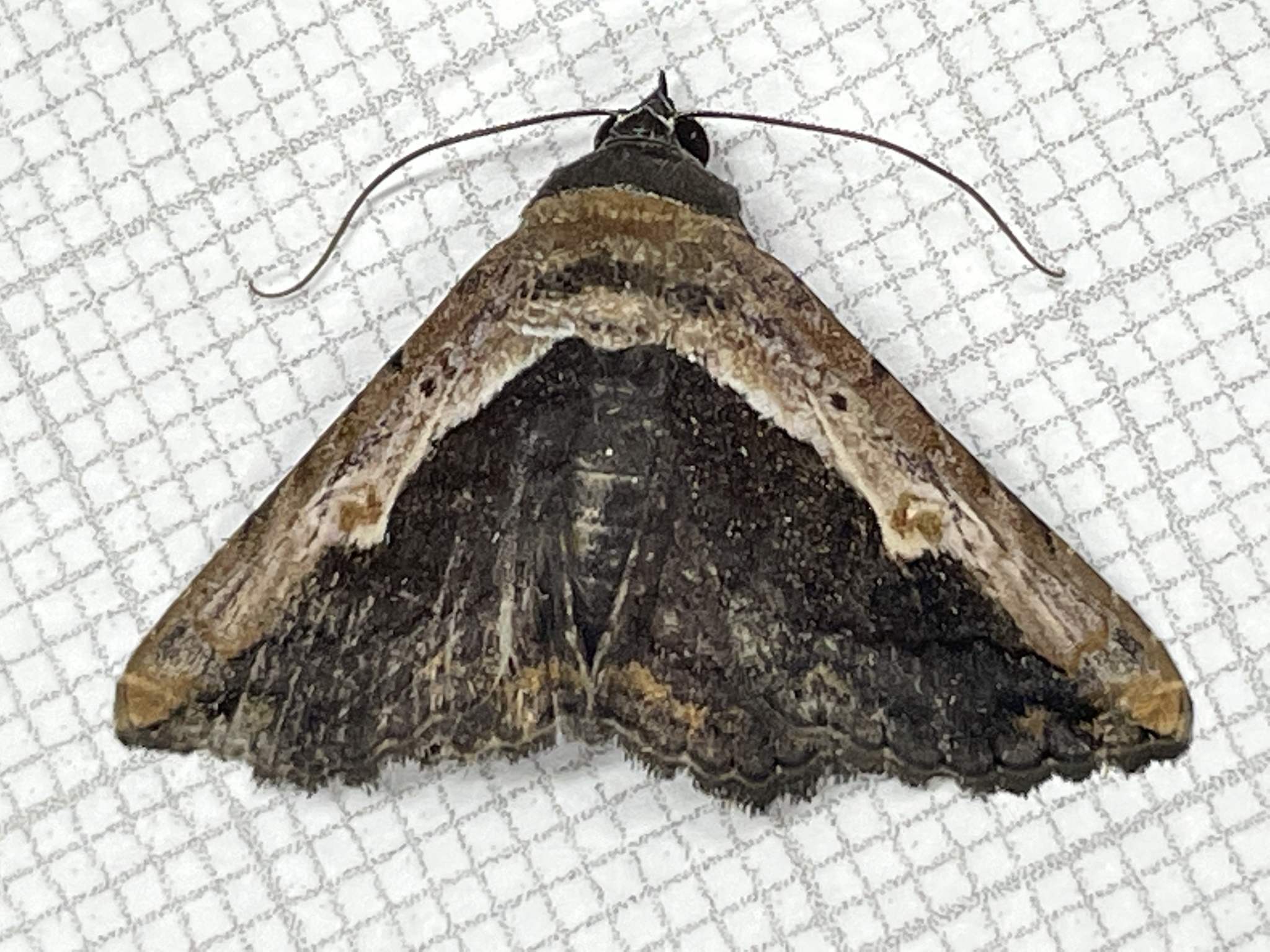 Selenisa sueroides