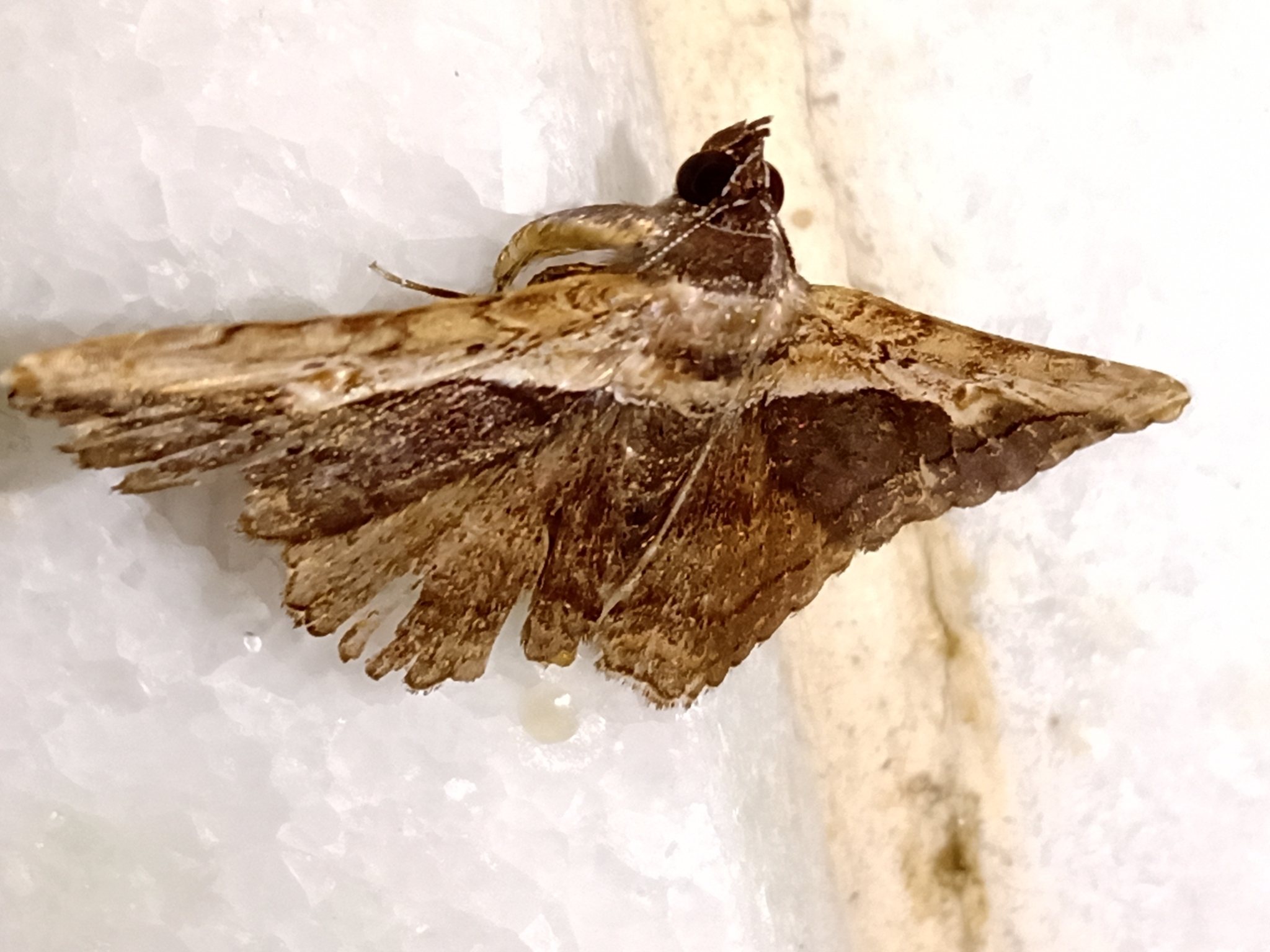 Selenisa sueroides