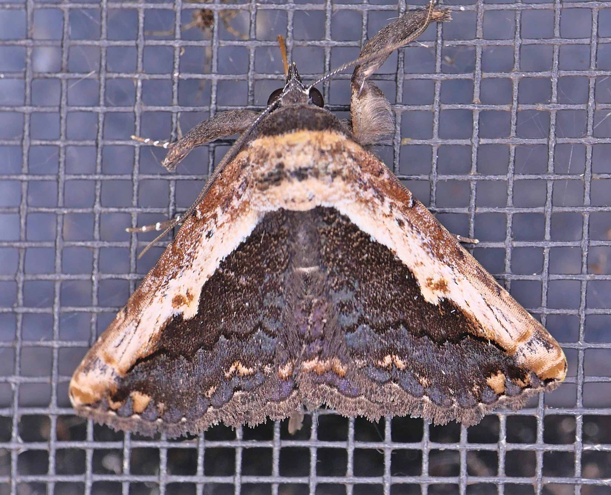 Selenisa sueroides