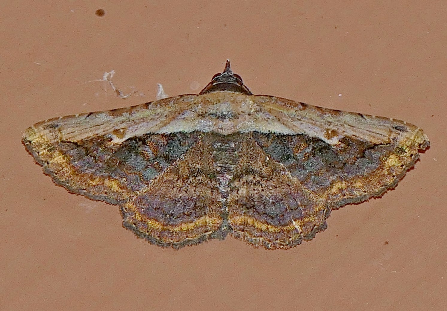 Selenisa sueroides