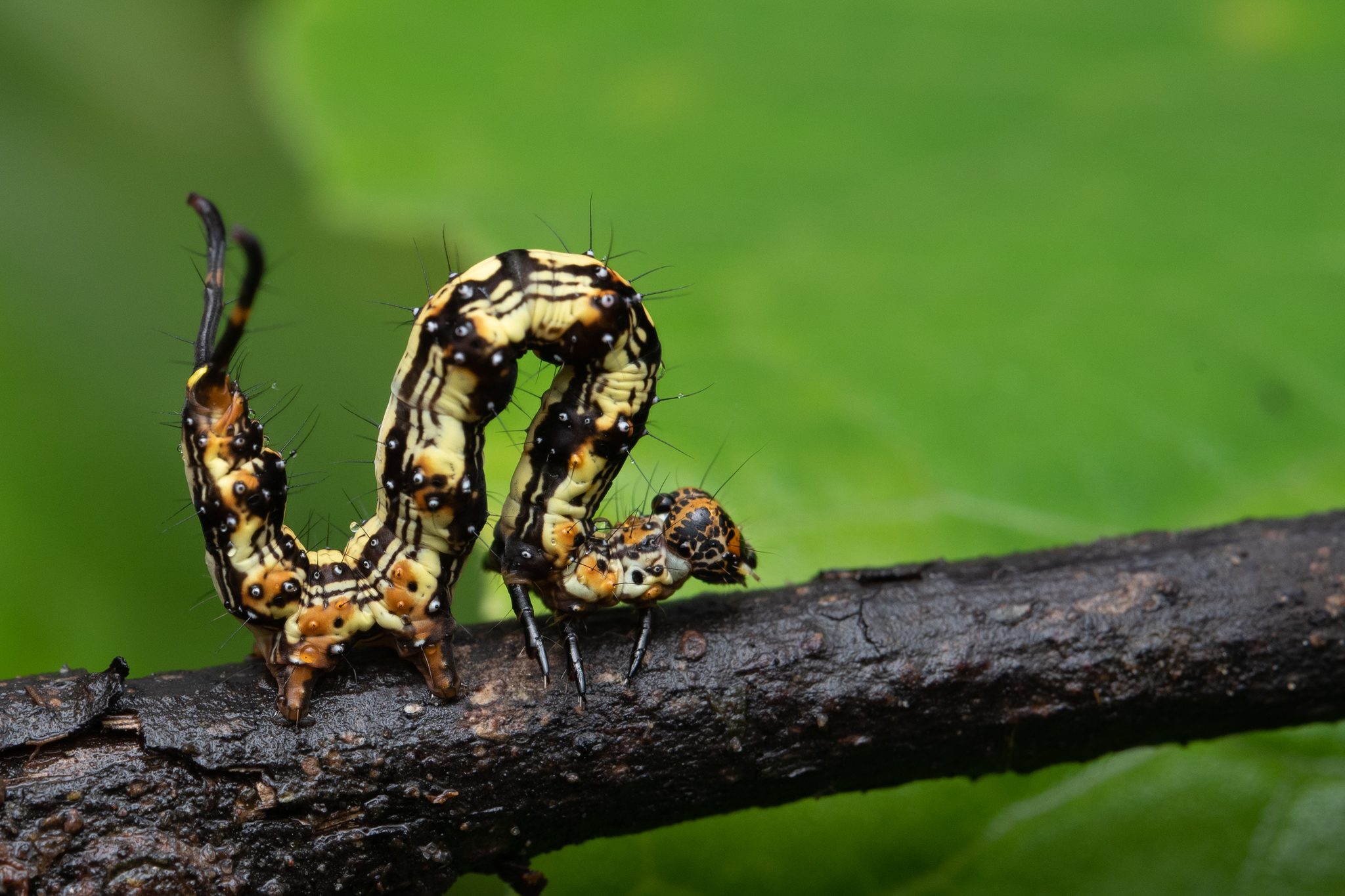 Selenisa sueroides