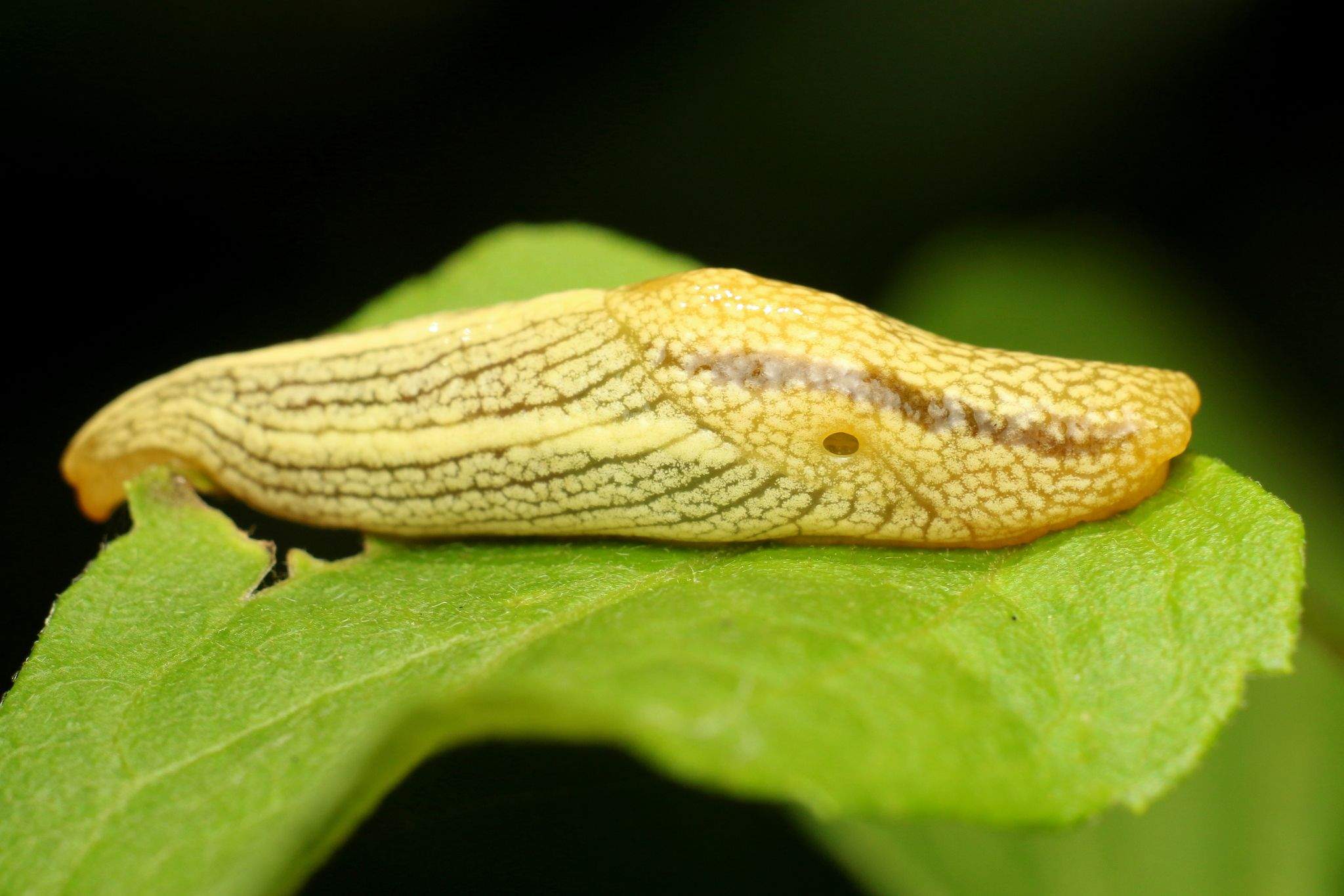 Elisolimax