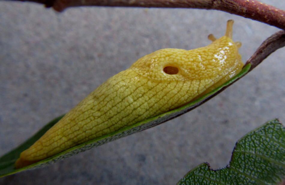 Elisolimax