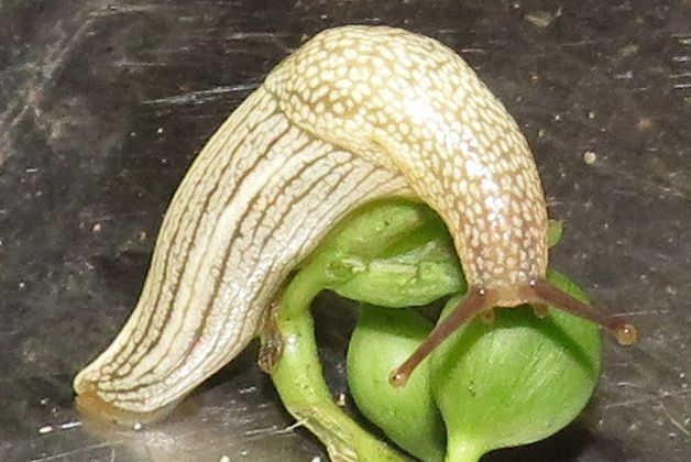 Elisolimax
