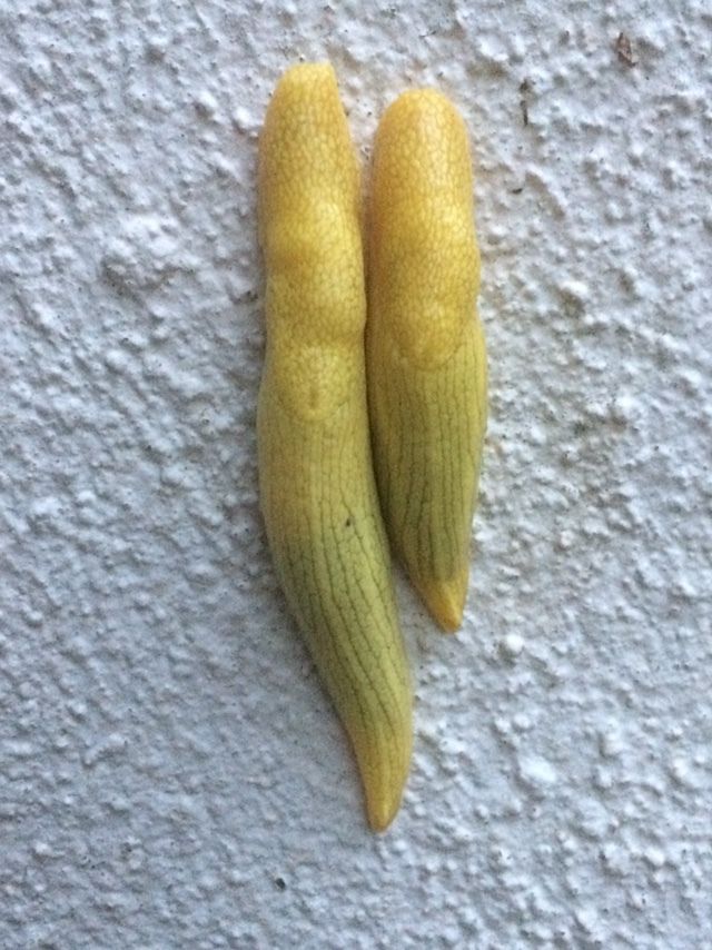 Elisolimax