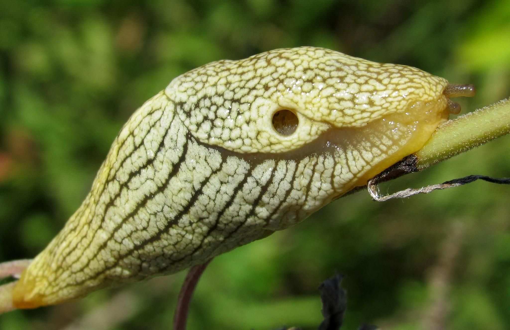 Elisolimax