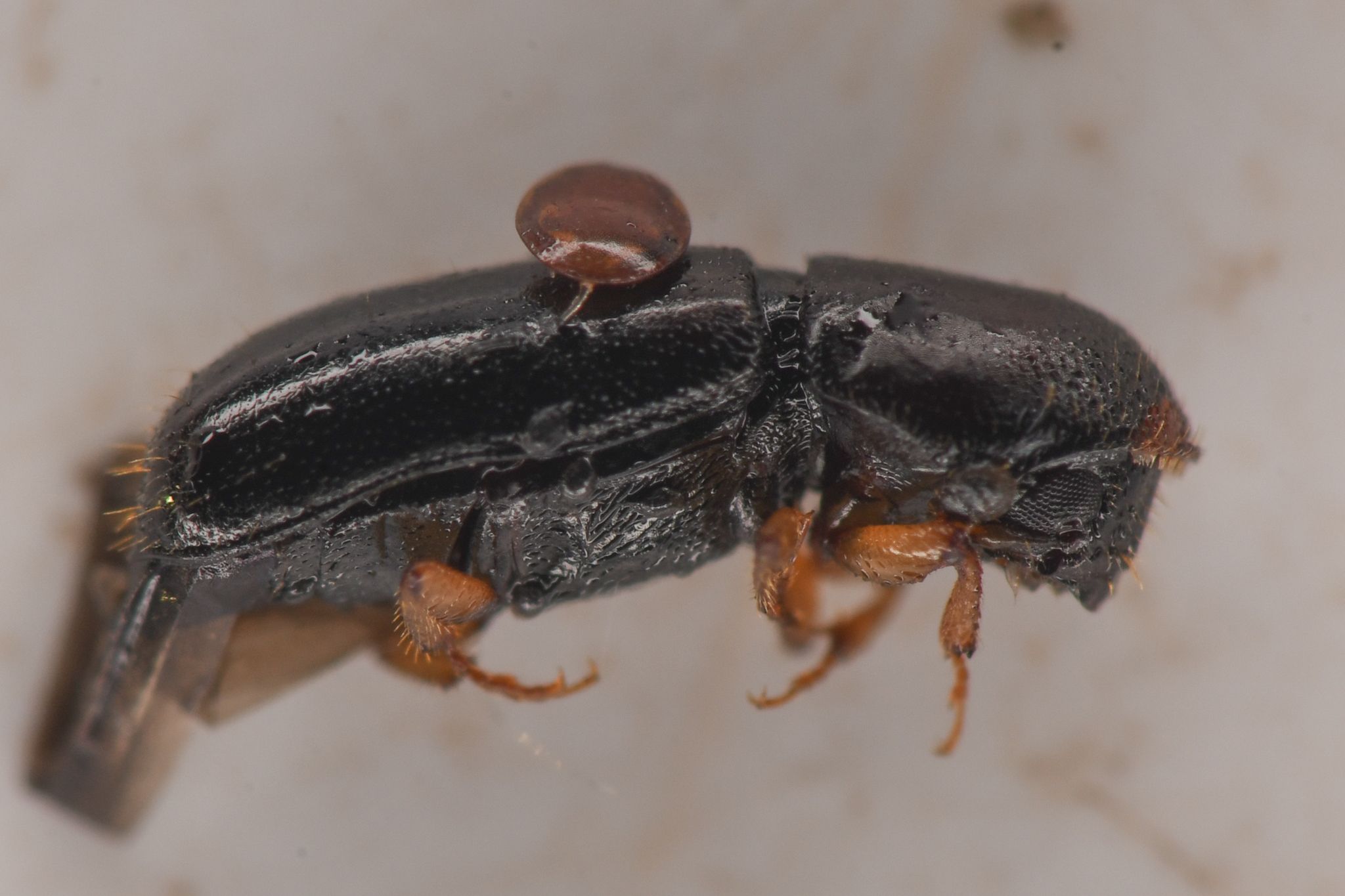 Gnathotrichus sulcatus