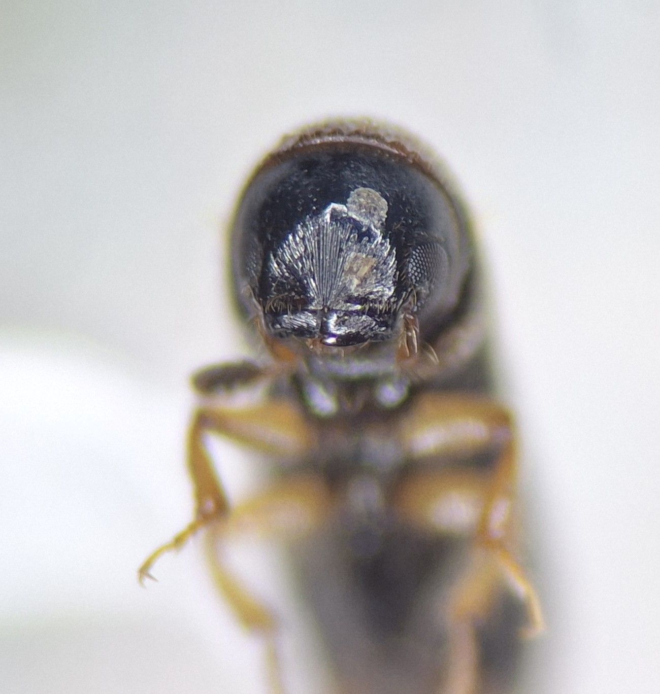 Gnathotrichus sulcatus