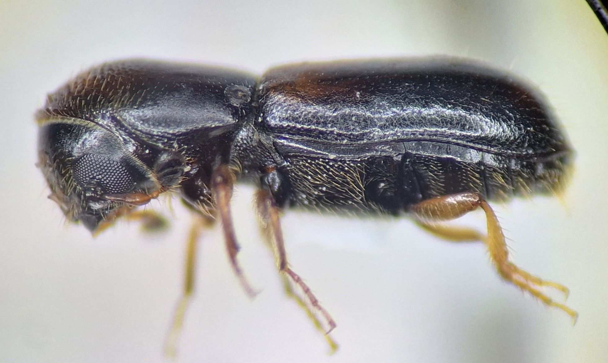 Gnathotrichus sulcatus