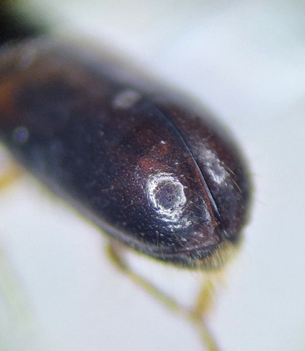 Gnathotrichus sulcatus
