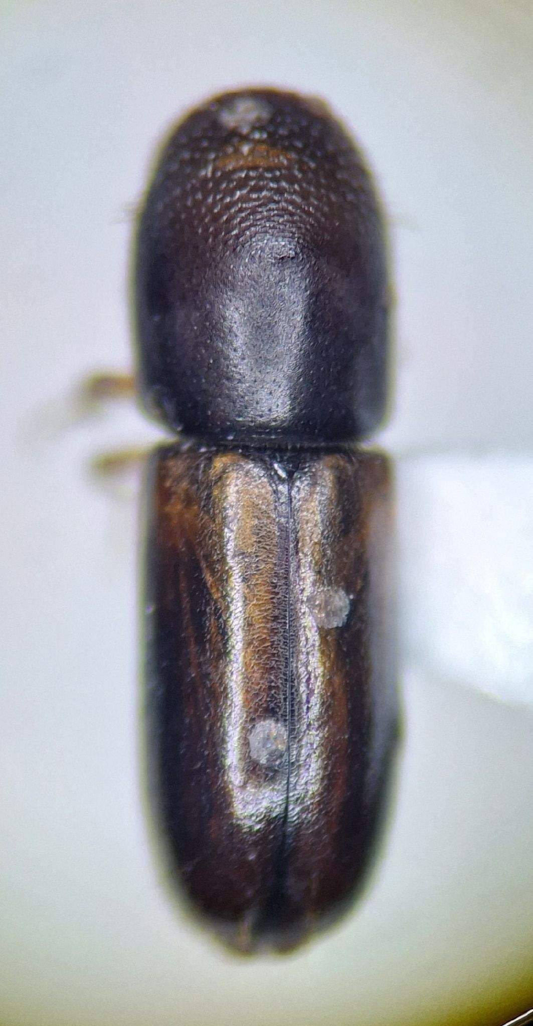 Gnathotrichus sulcatus