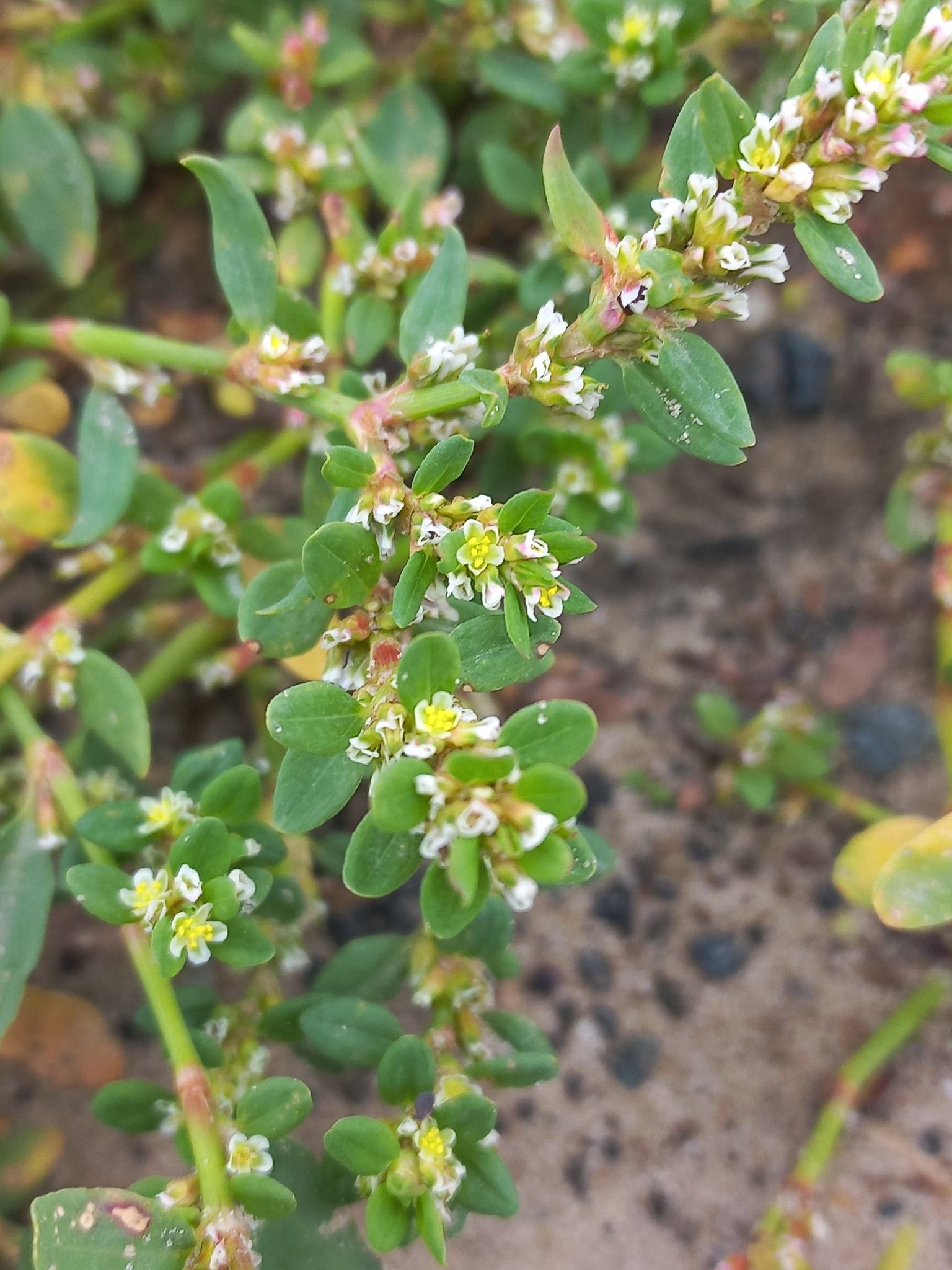 Polygonum arenastrum