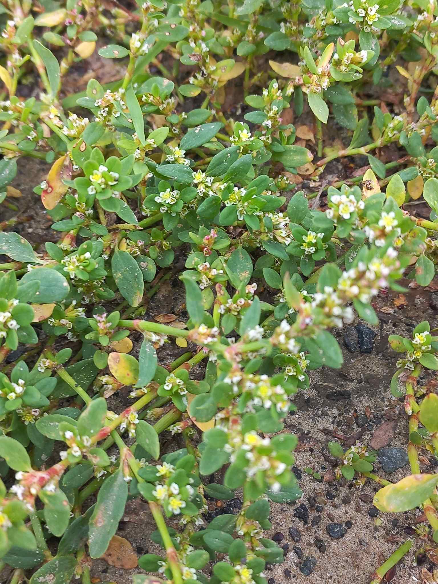 Polygonum arenastrum