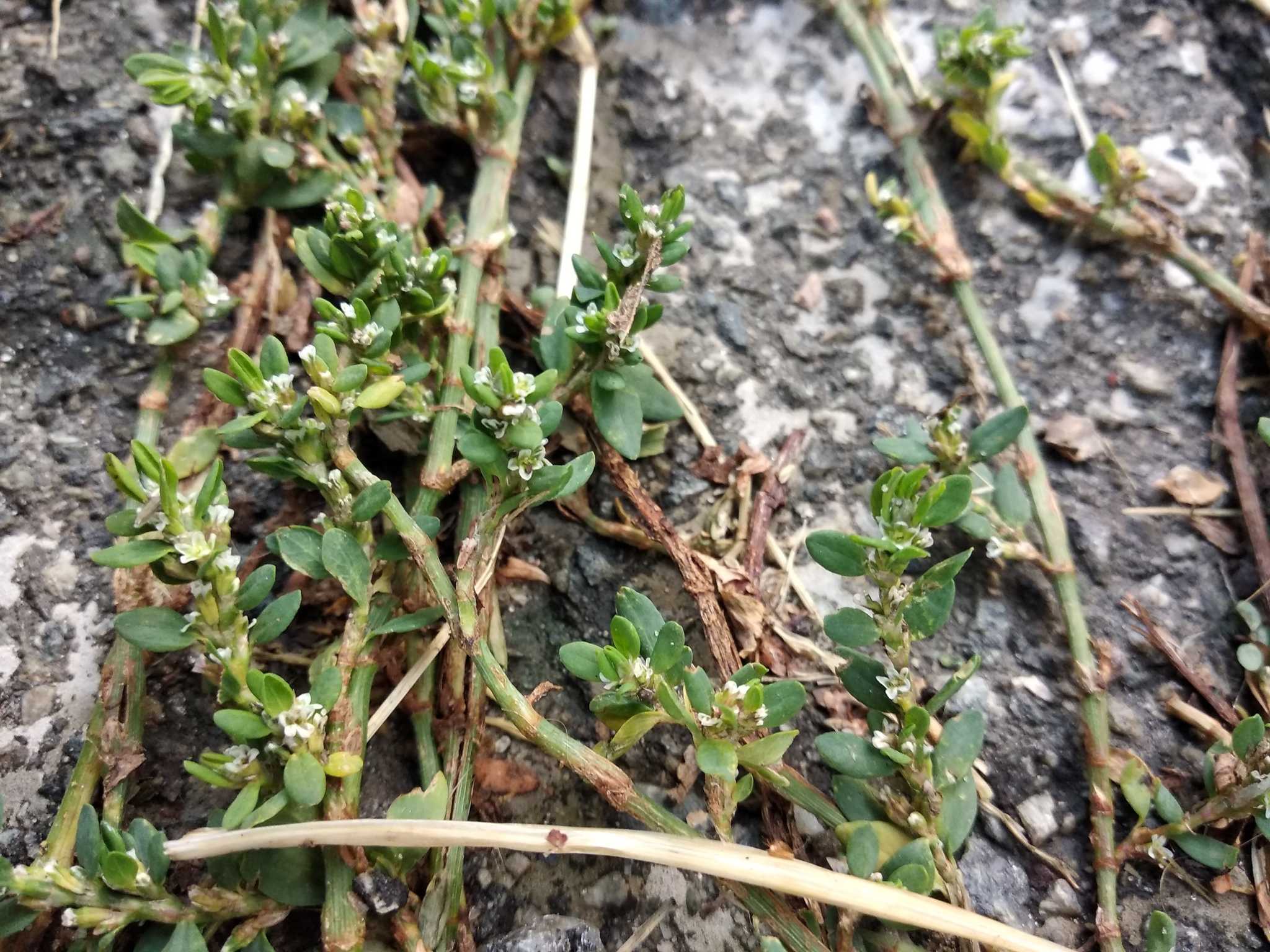 Polygonum arenastrum