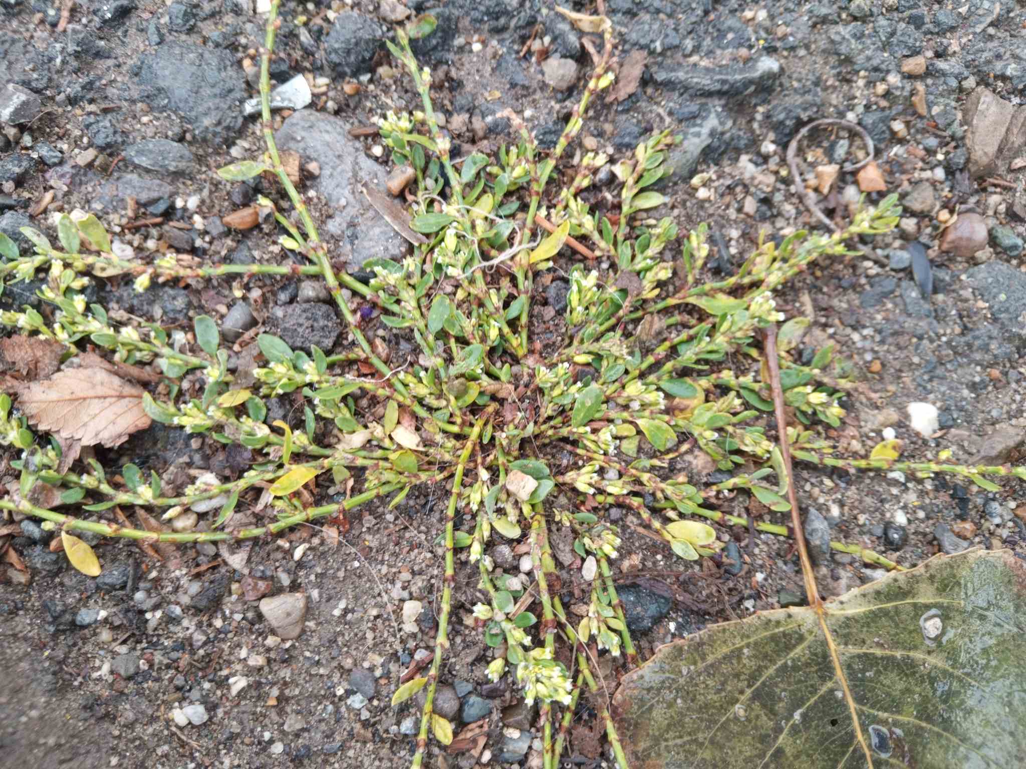 Polygonum arenastrum