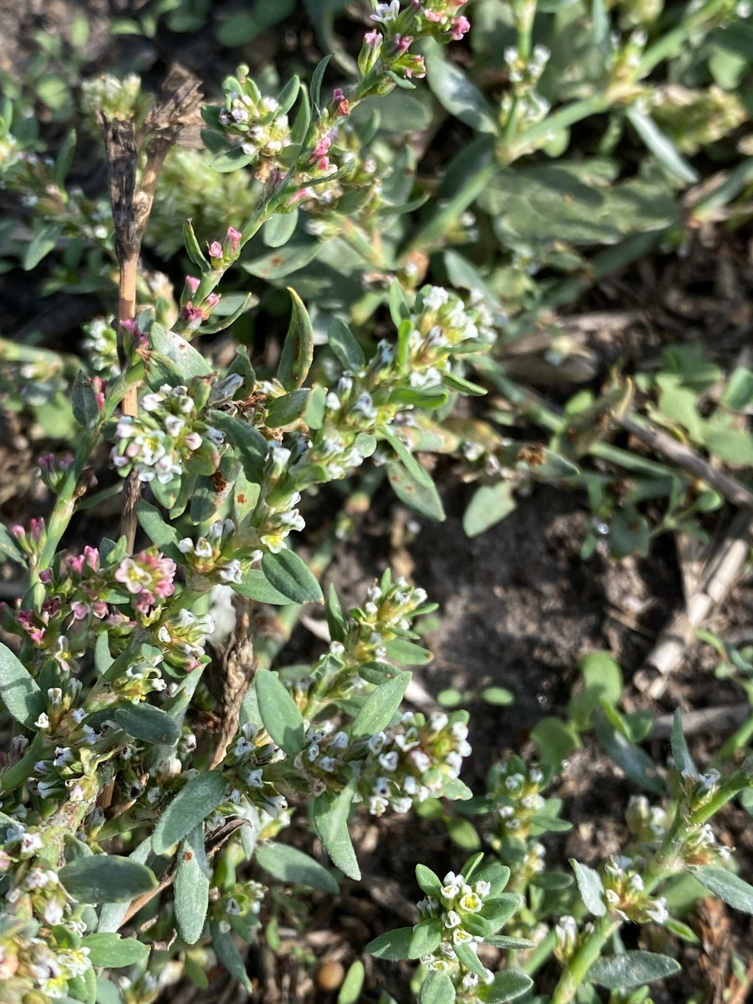 Polygonum arenastrum