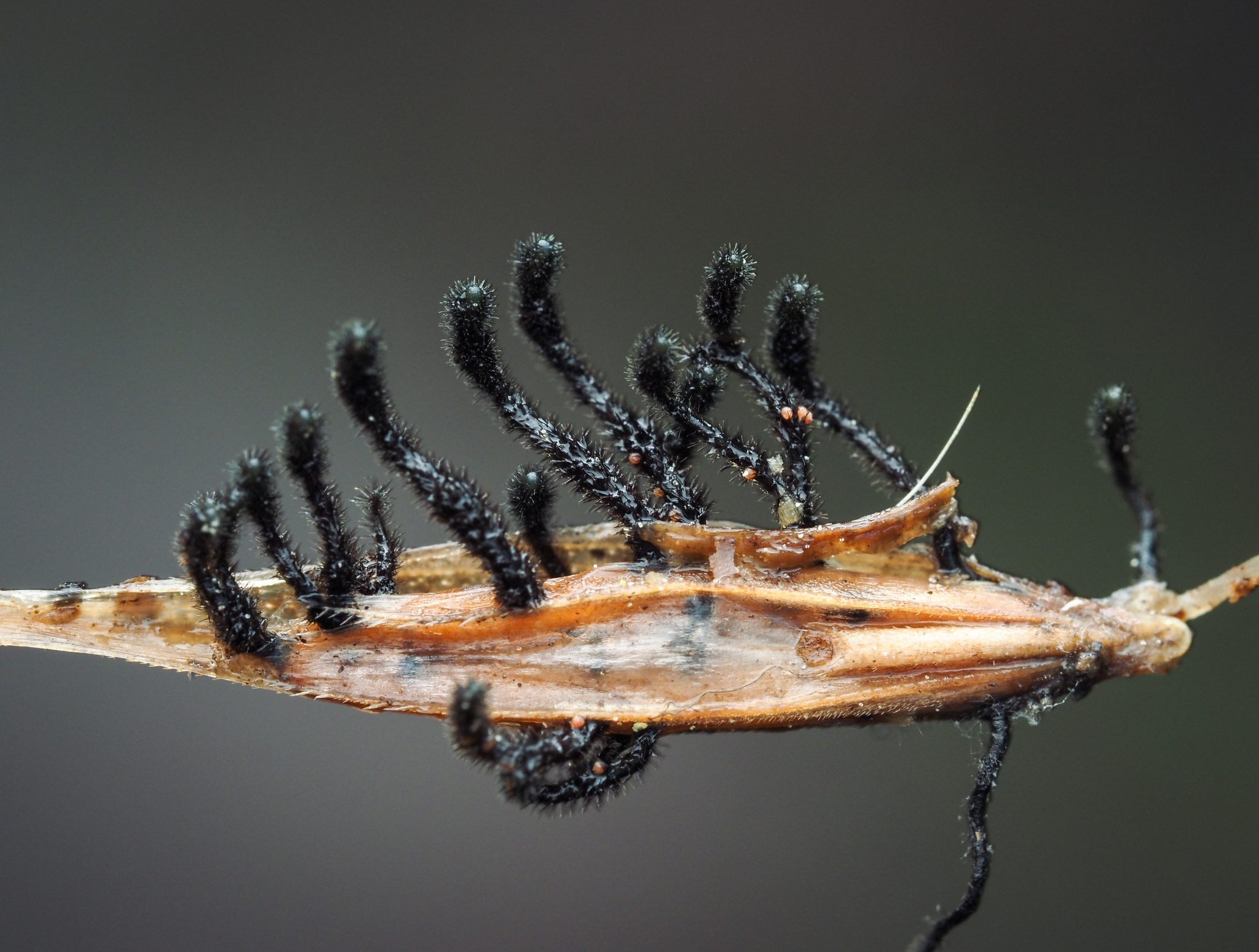 Pyrenophora seminiperda