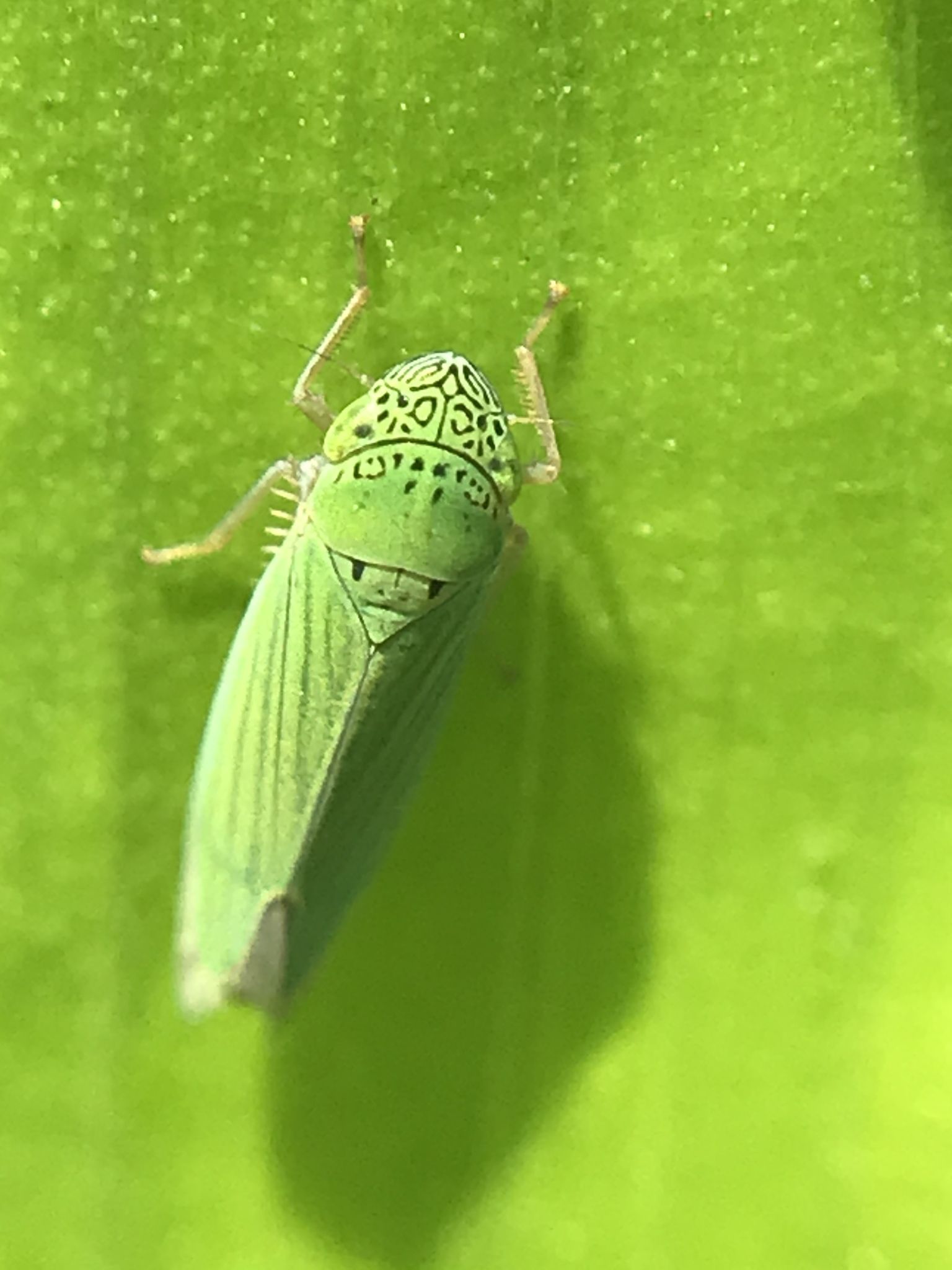 Hortensia similis