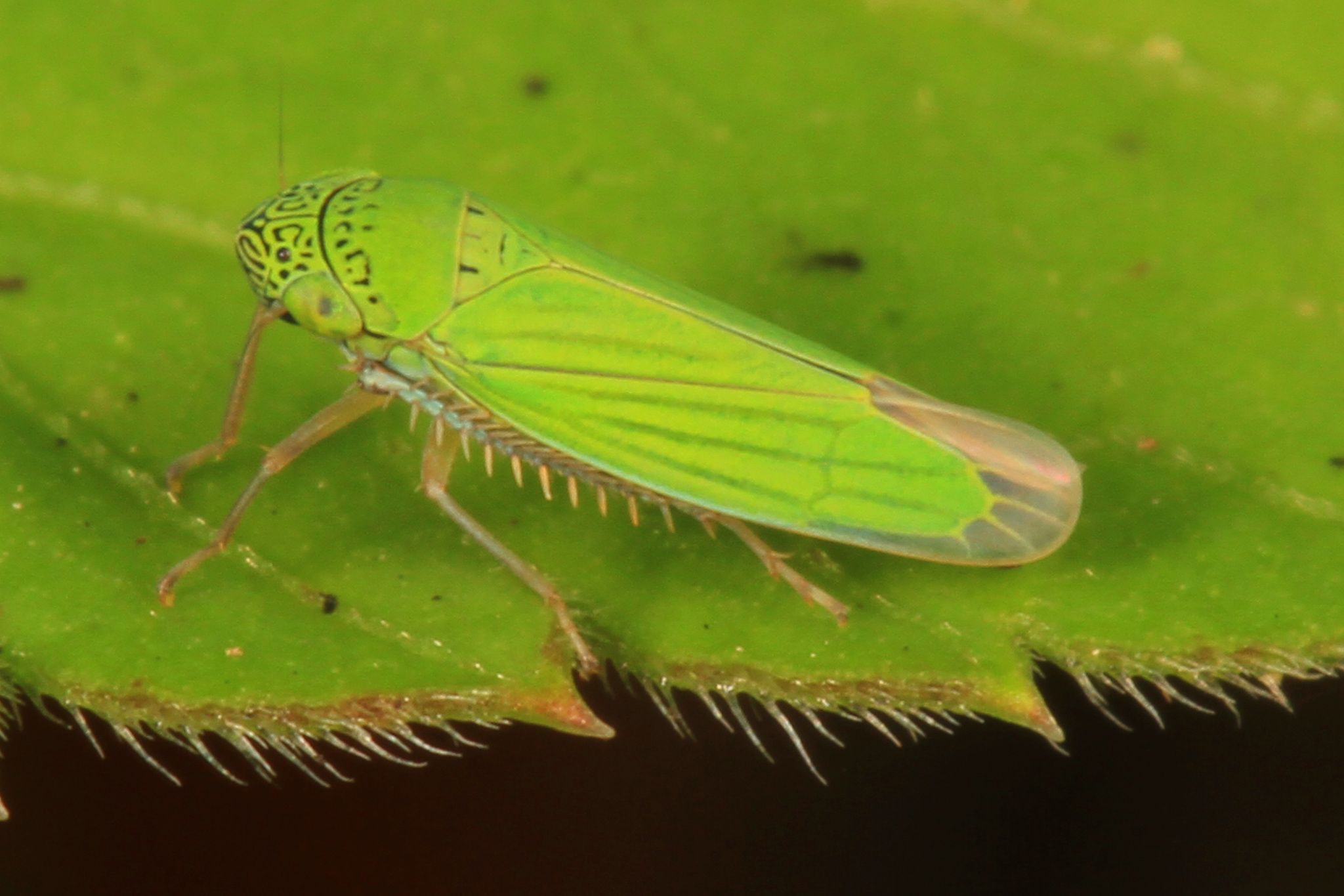Hortensia similis