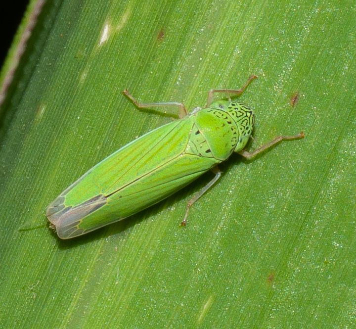 Hortensia similis