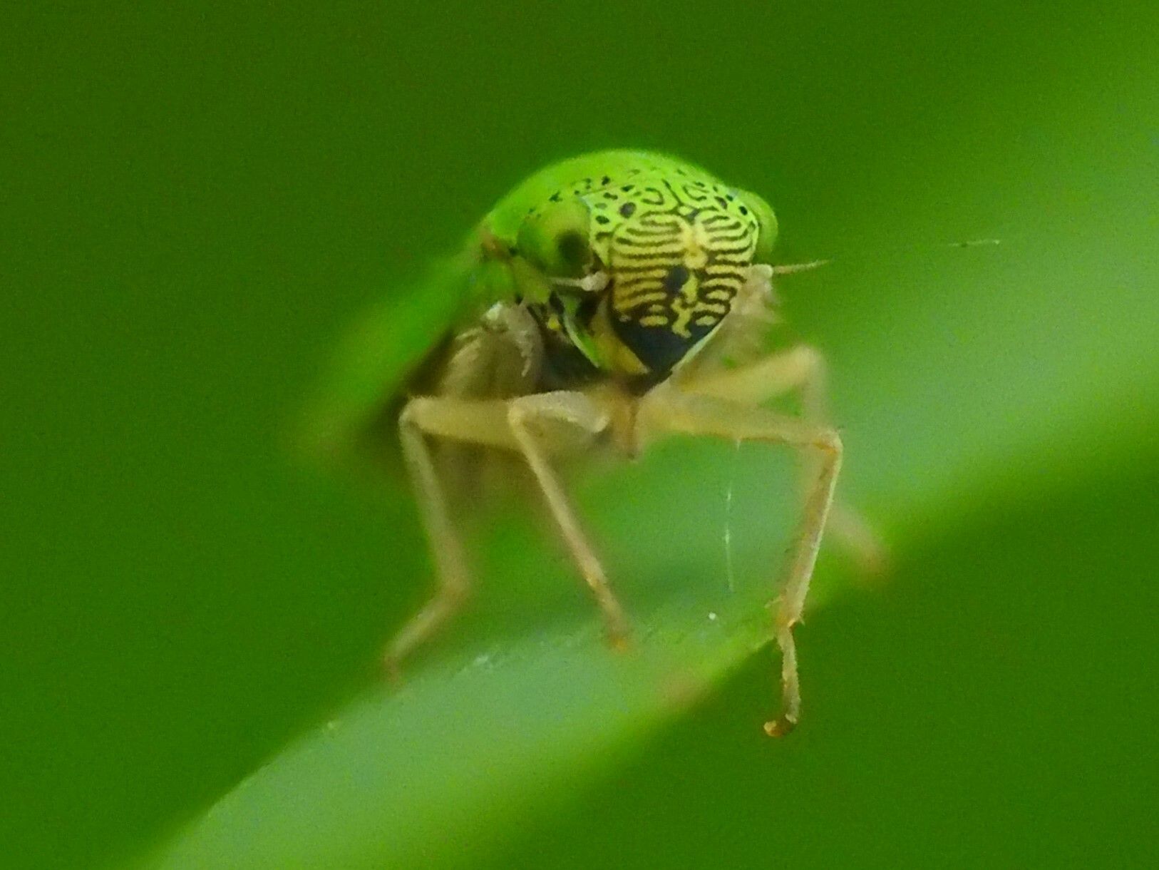 Hortensia similis