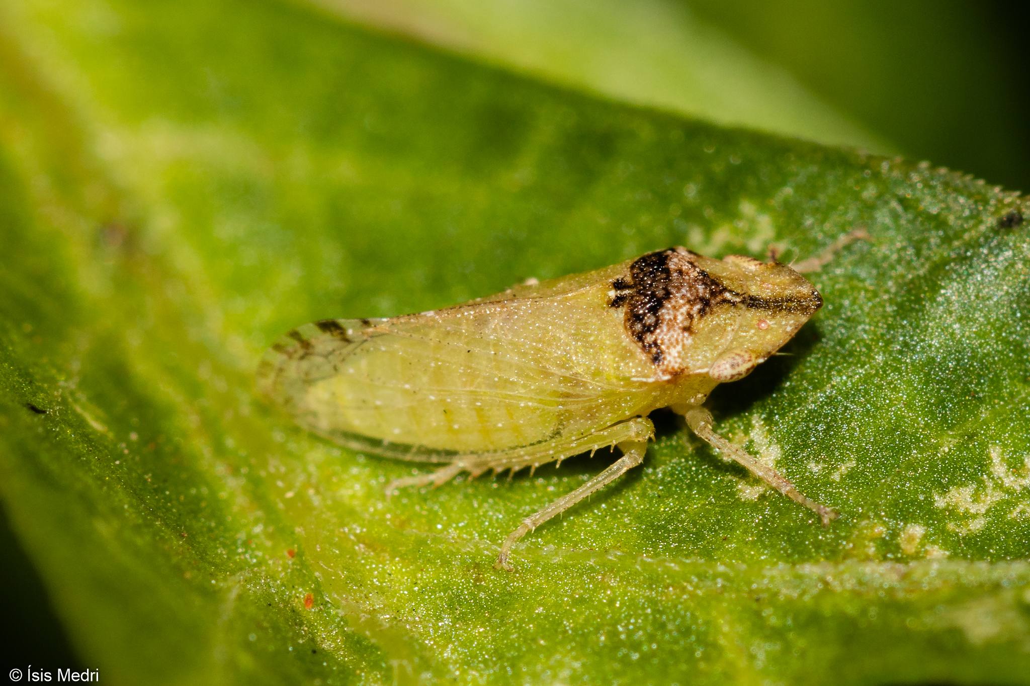 Xerophloea
