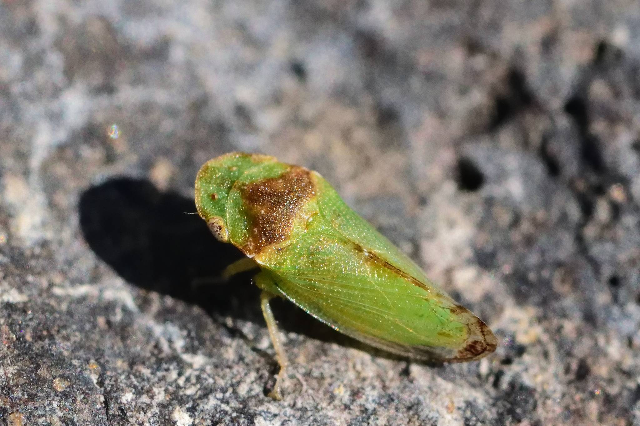 Xerophloea