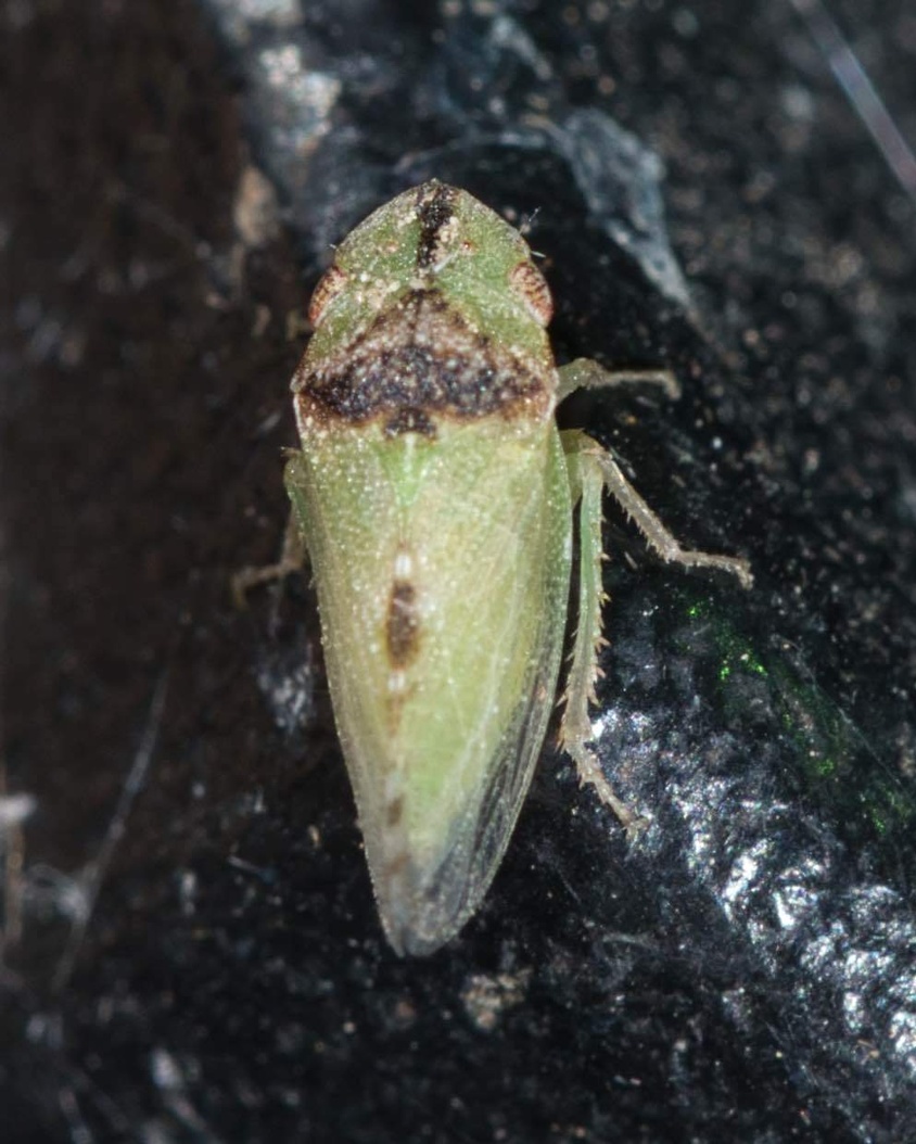 Xerophloea