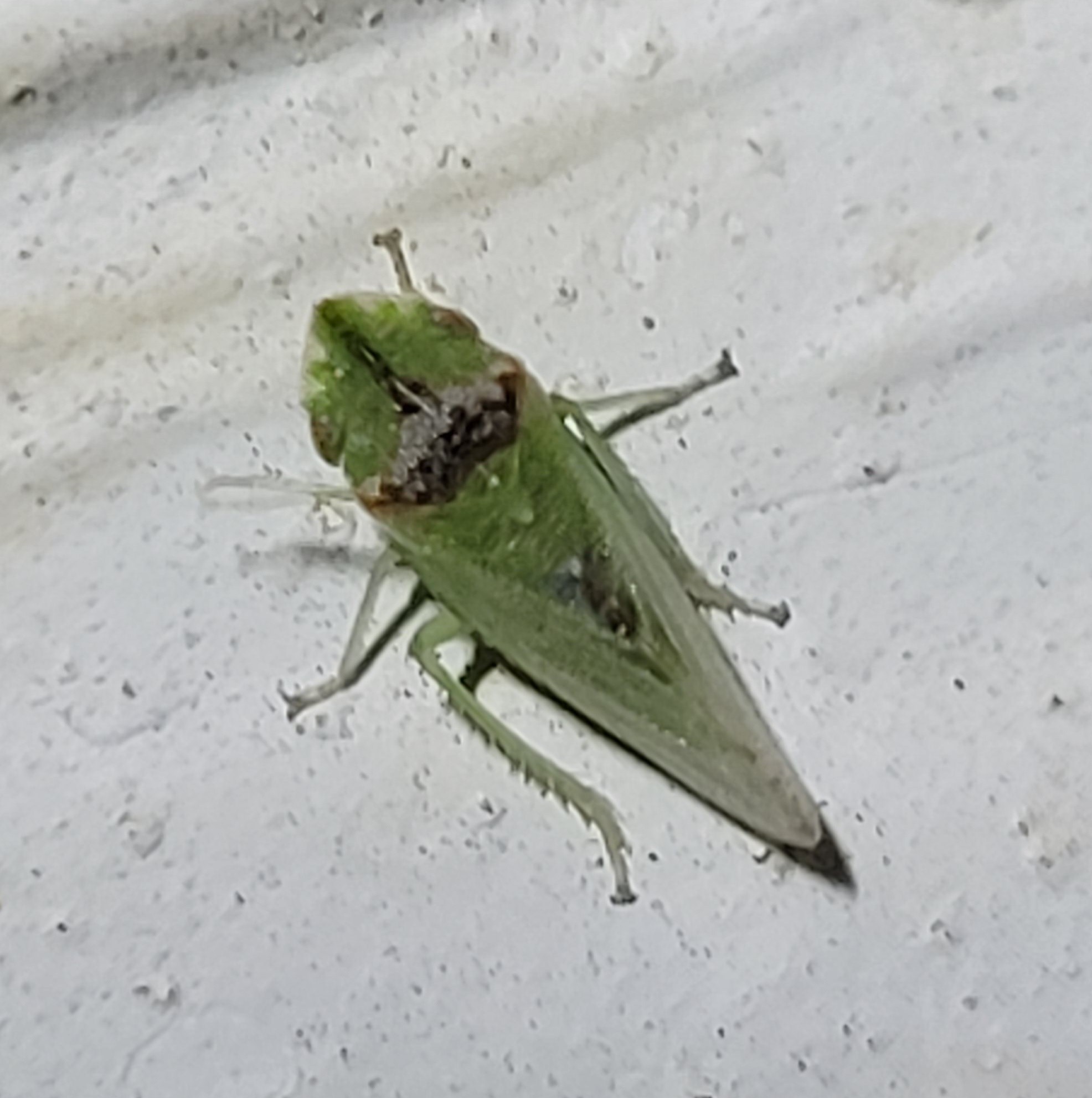 Xerophloea