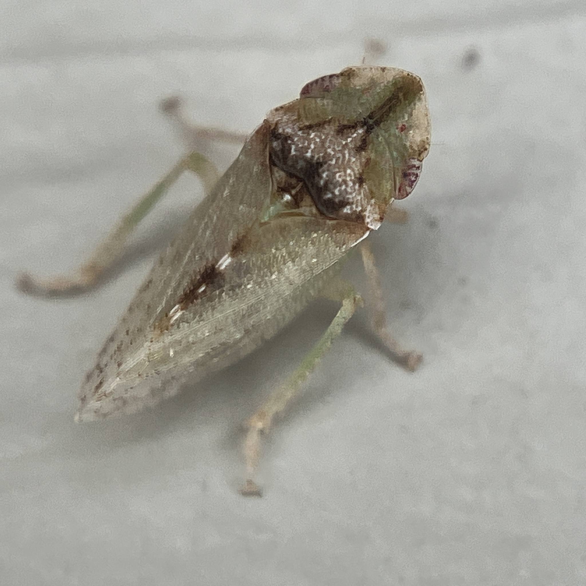 Xerophloea