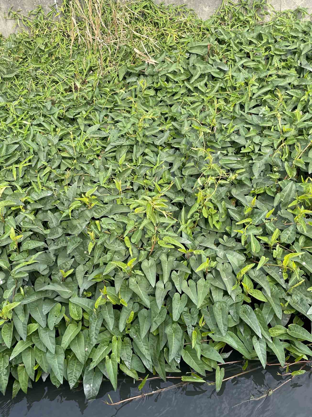 Ipomoea aquatica