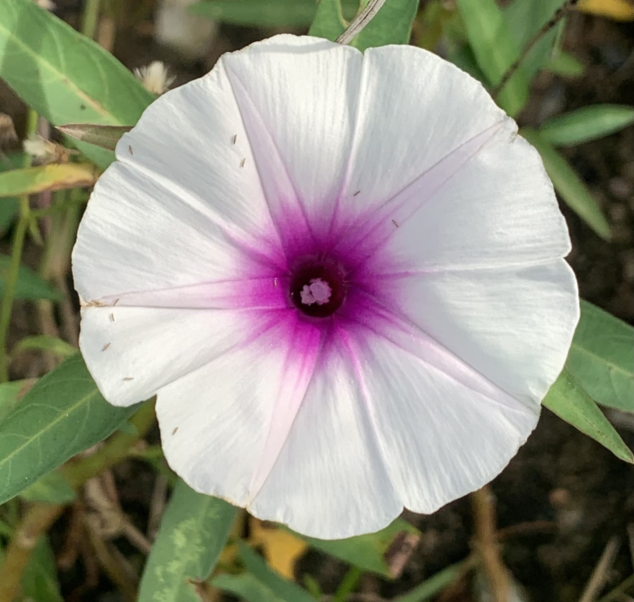 Ipomoea aquatica