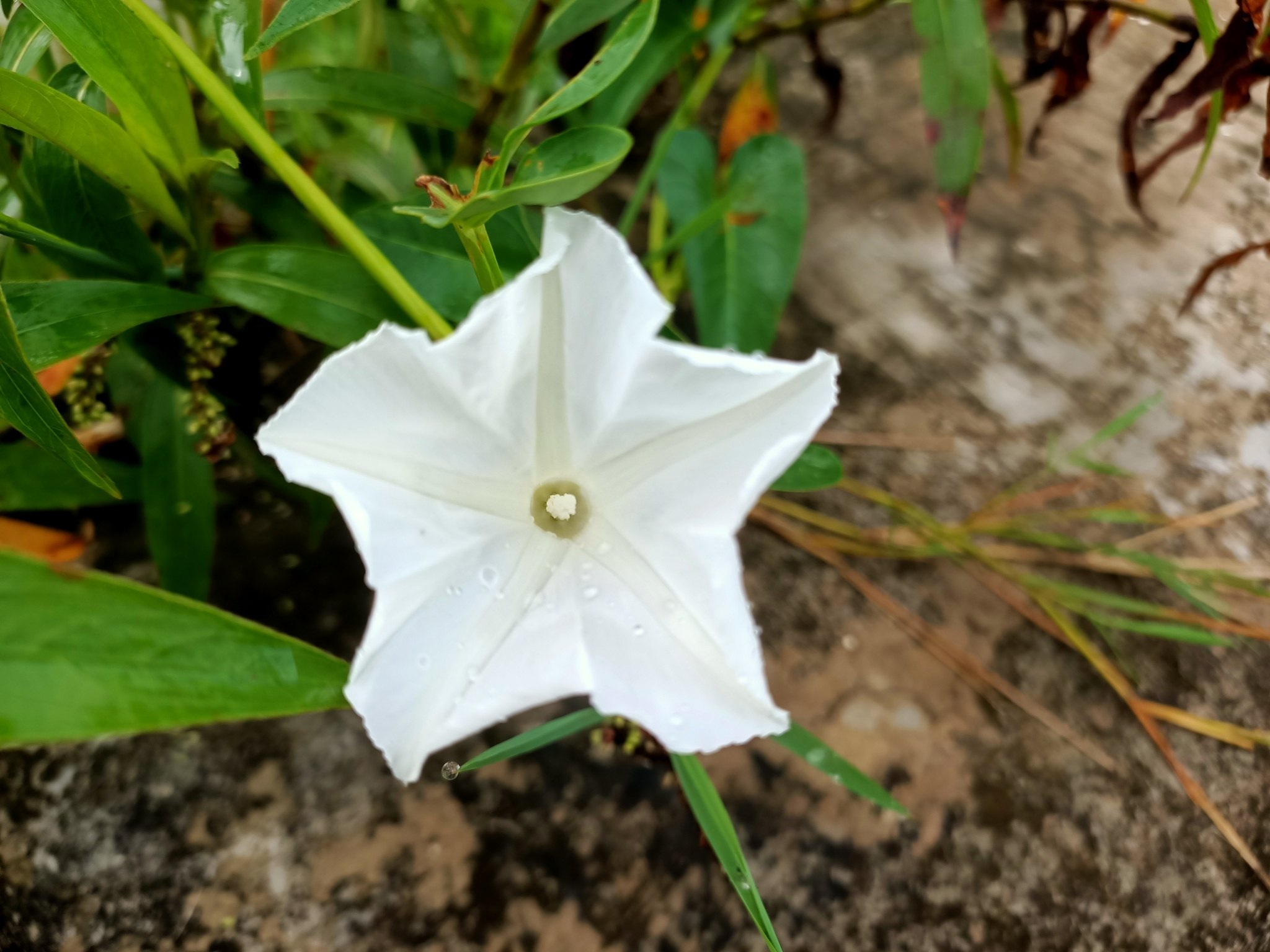 Ipomoea aquatica