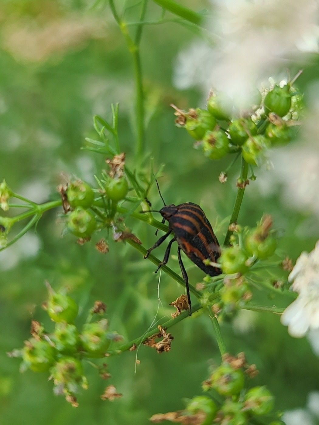 Graphosoma rubrolineatum