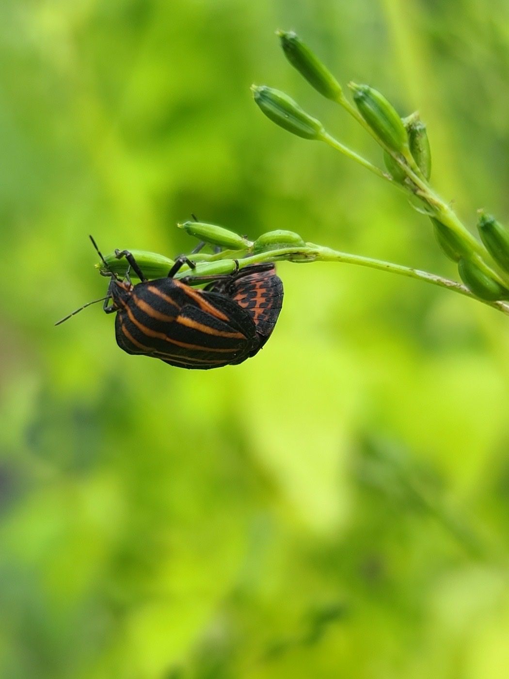 Graphosoma rubrolineatum