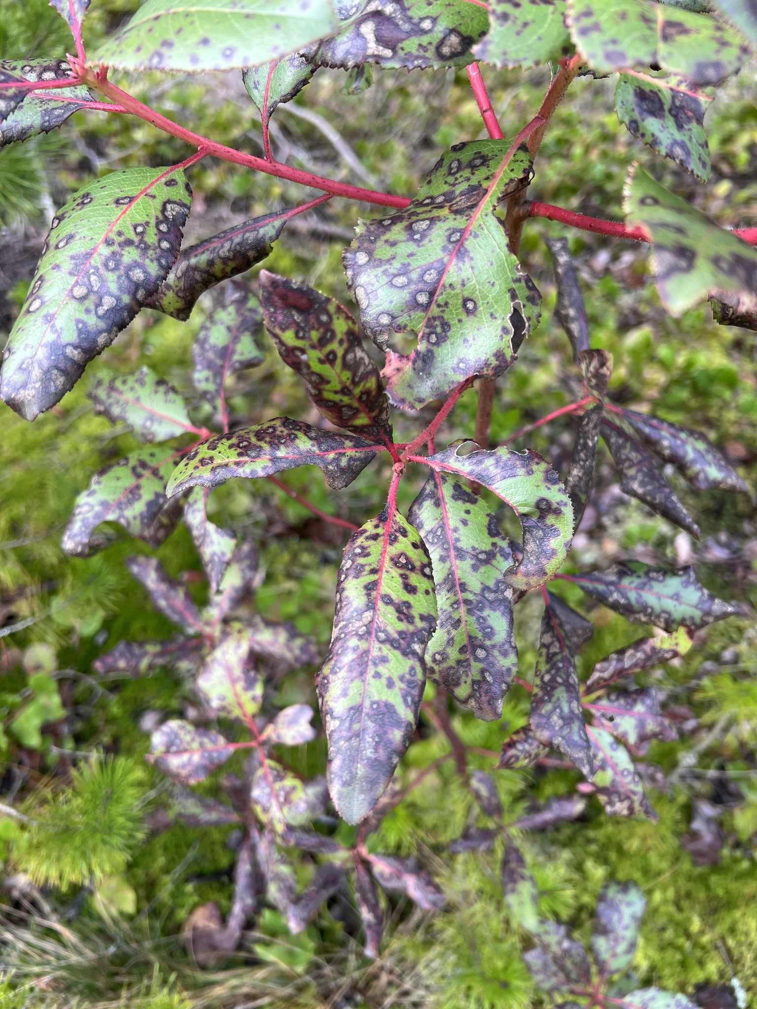 Phacidiopycnis washingtonensis