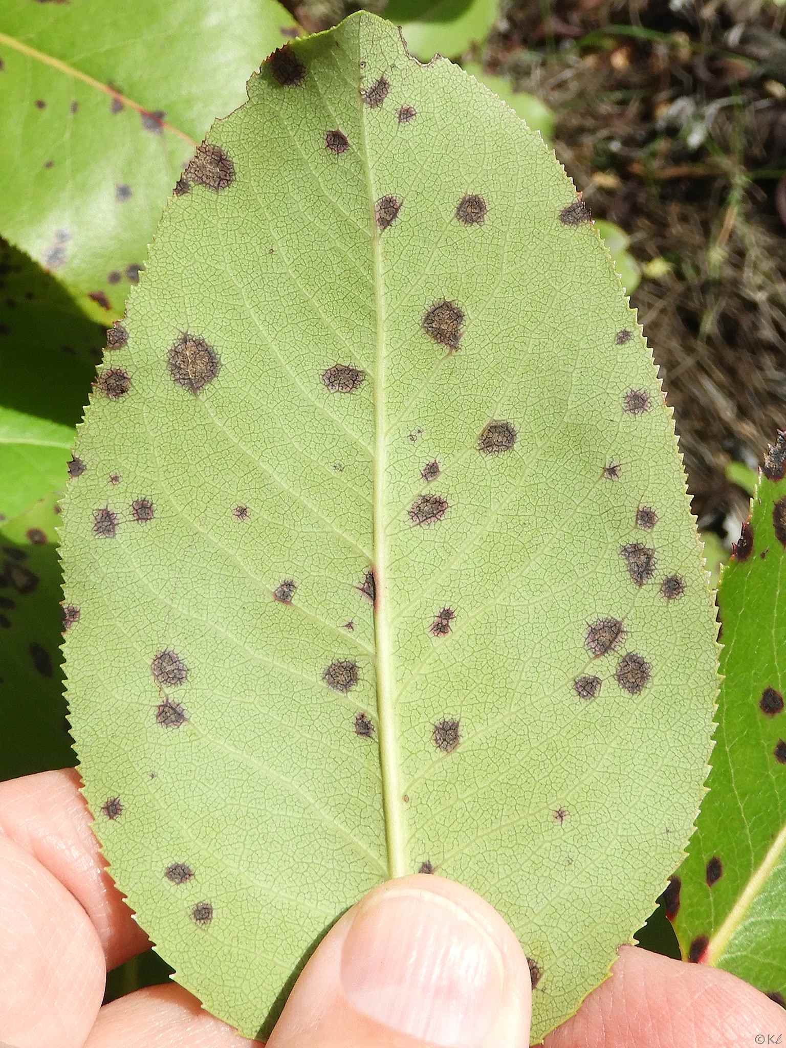 Phacidiopycnis washingtonensis