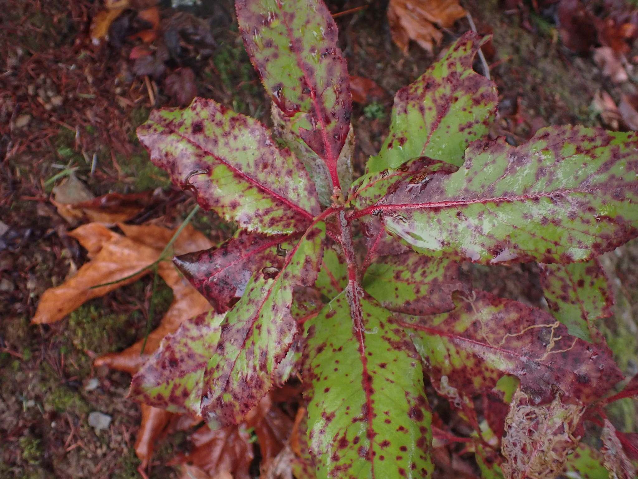 Phacidiopycnis washingtonensis
