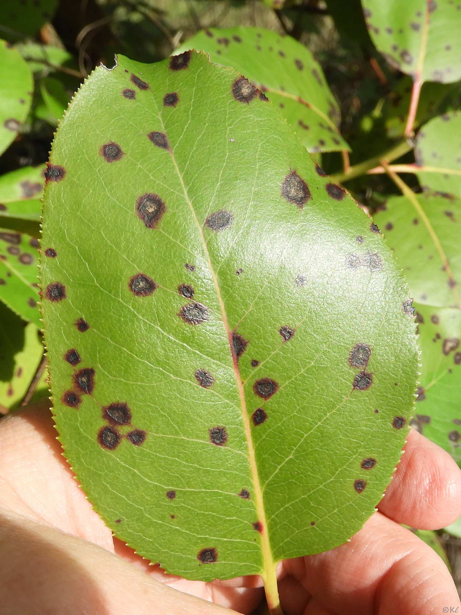 Phacidiopycnis washingtonensis