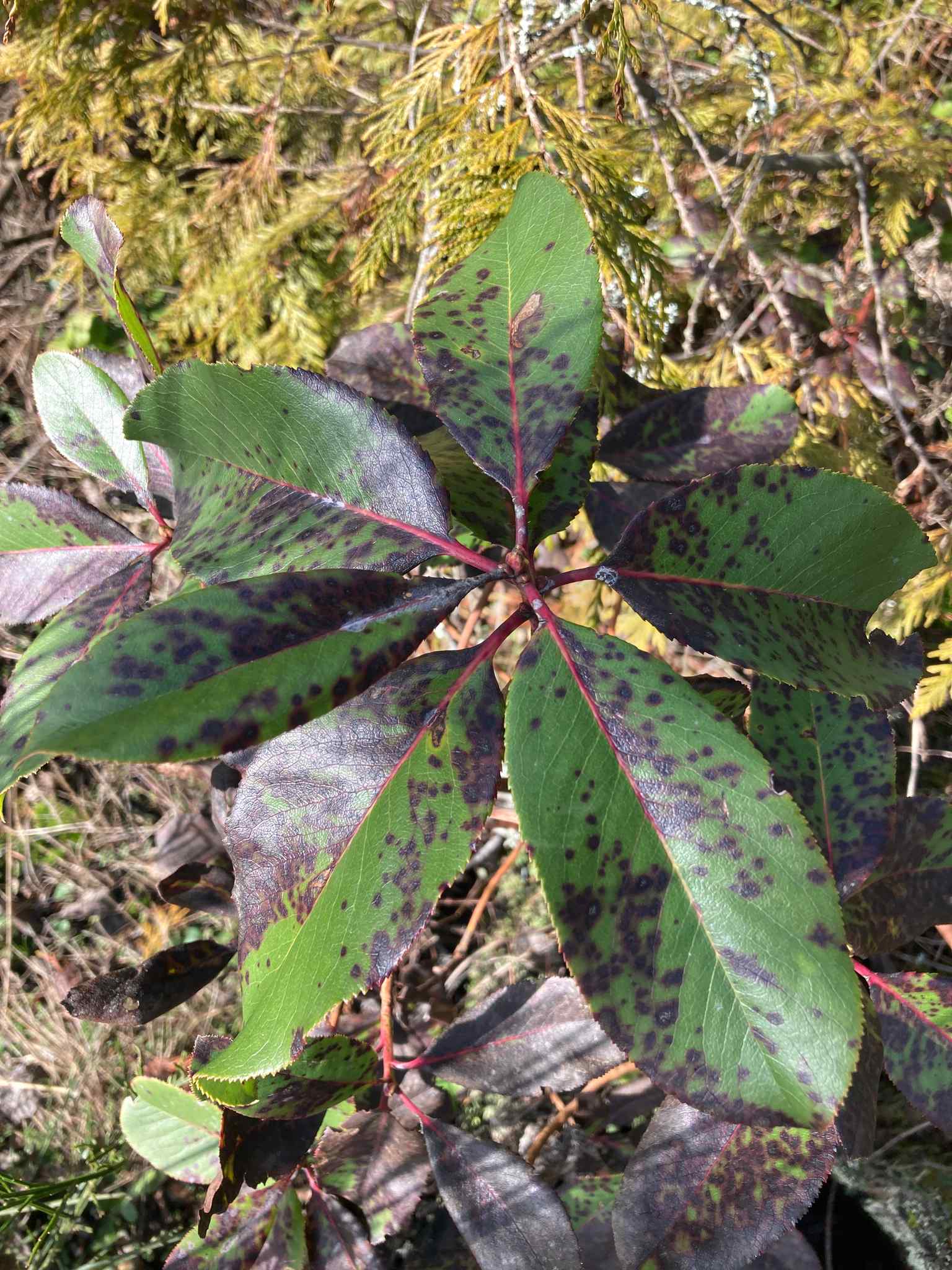 Phacidiopycnis washingtonensis