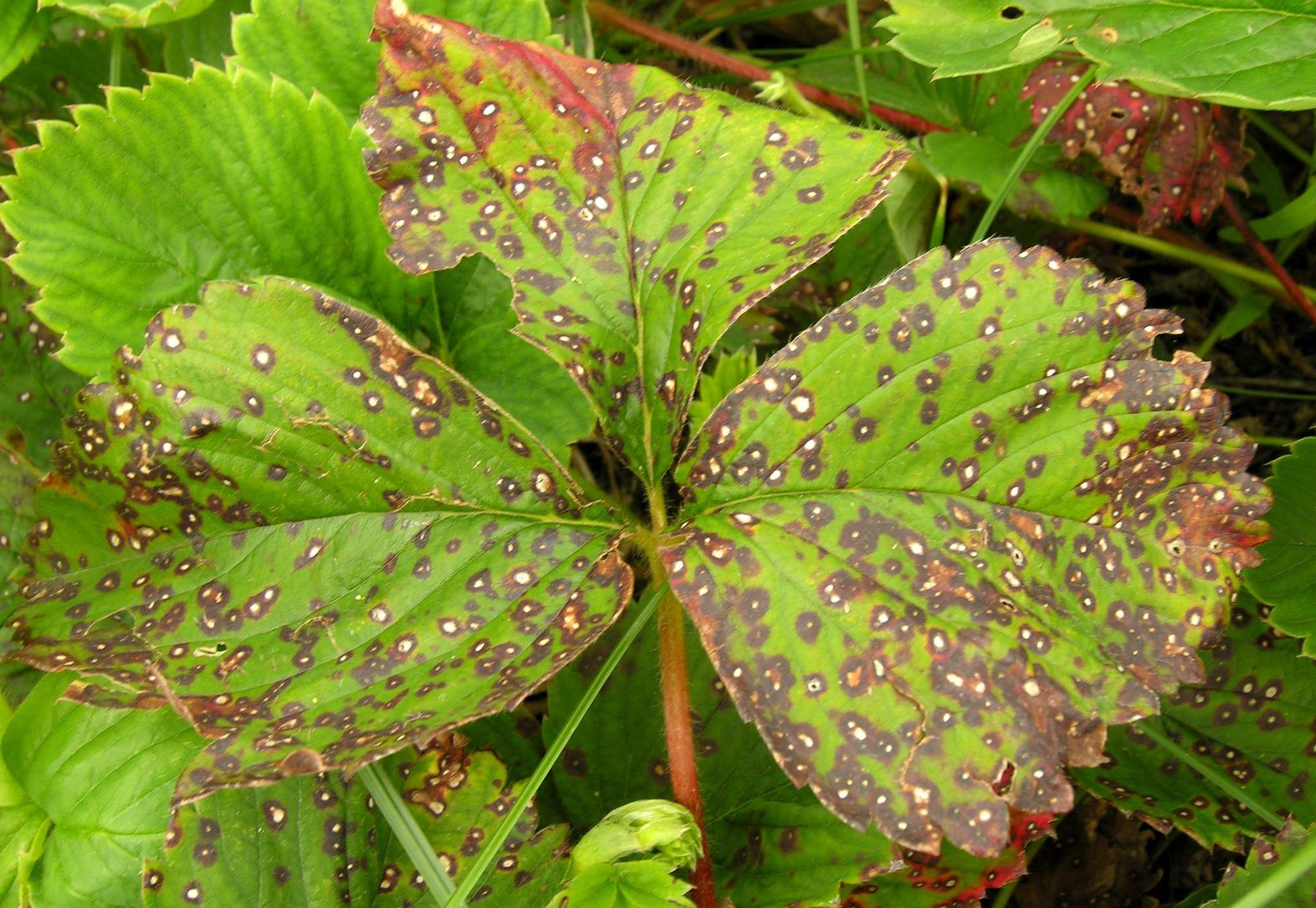Ramularia grevilleana