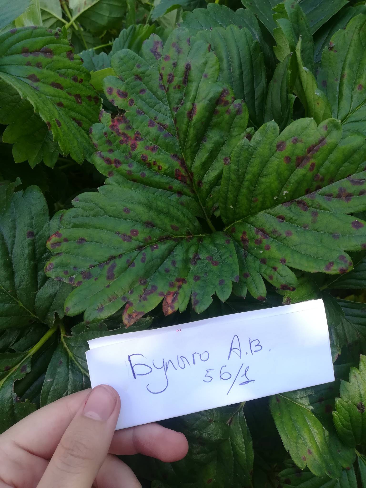 Ramularia grevilleana
