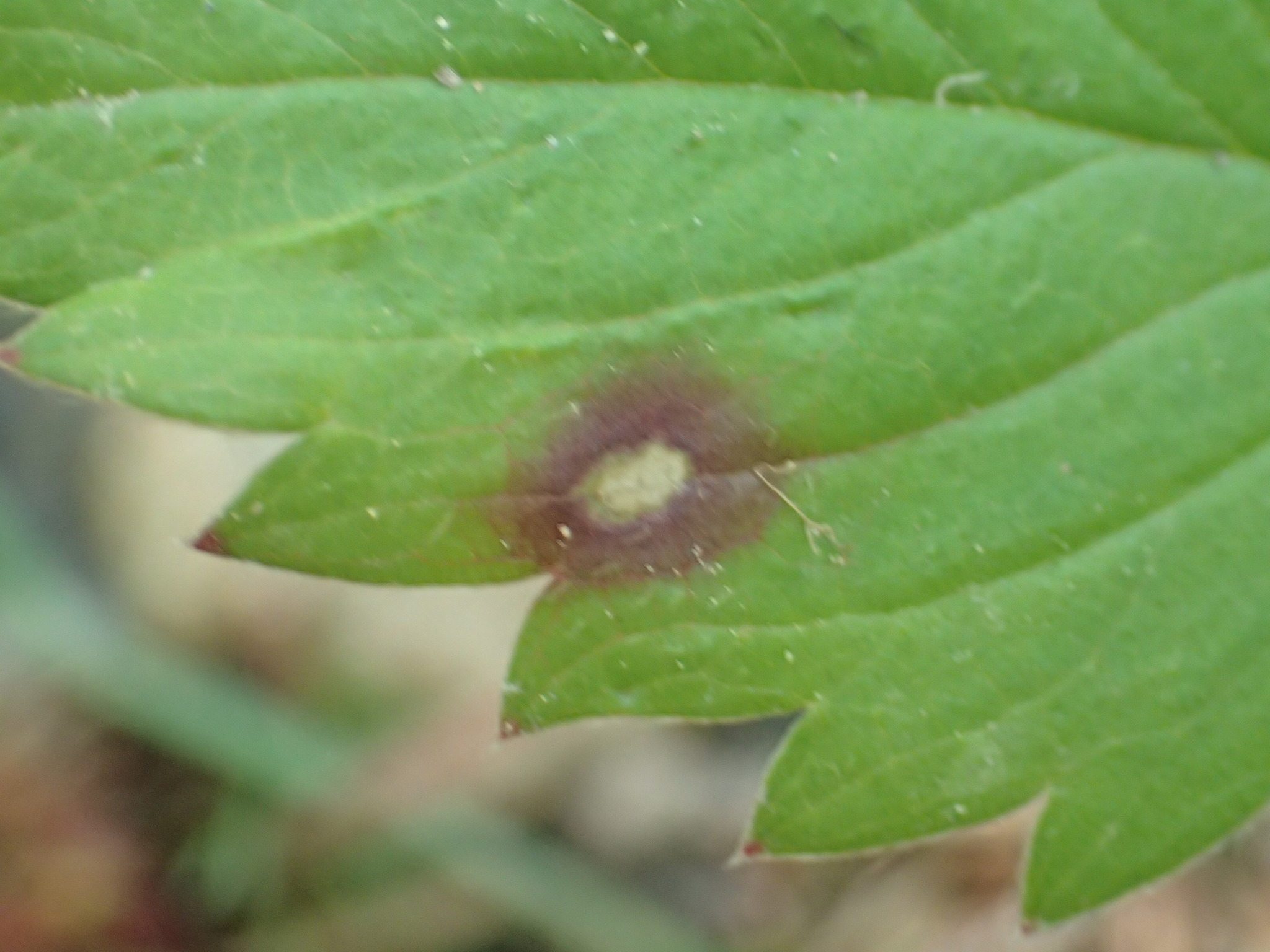 Ramularia grevilleana