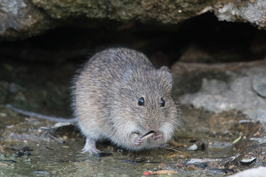Sigmodon hispidus