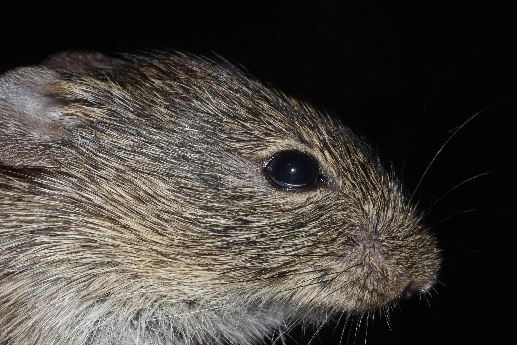 Sigmodon hispidus