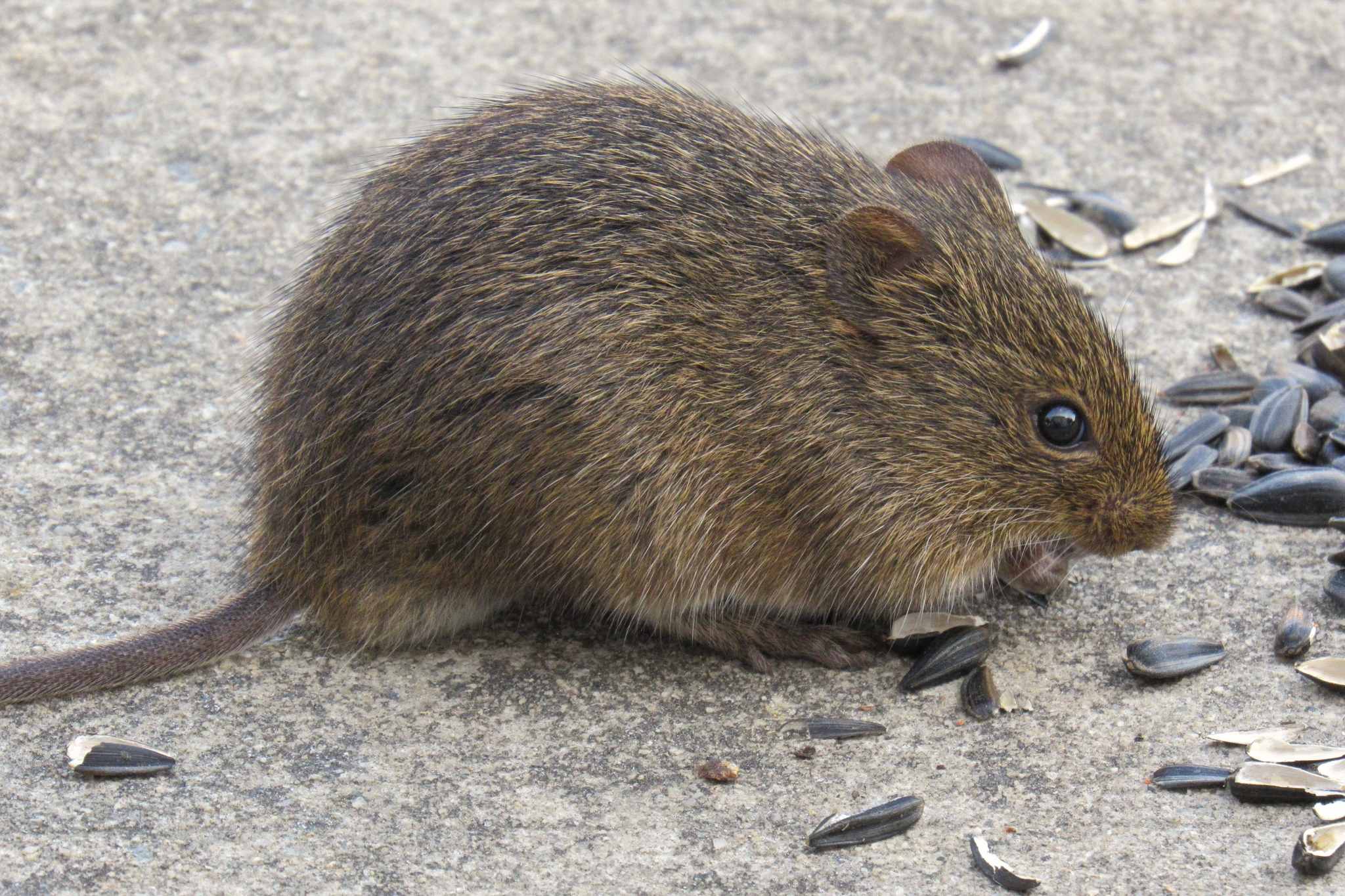 Sigmodon hispidus