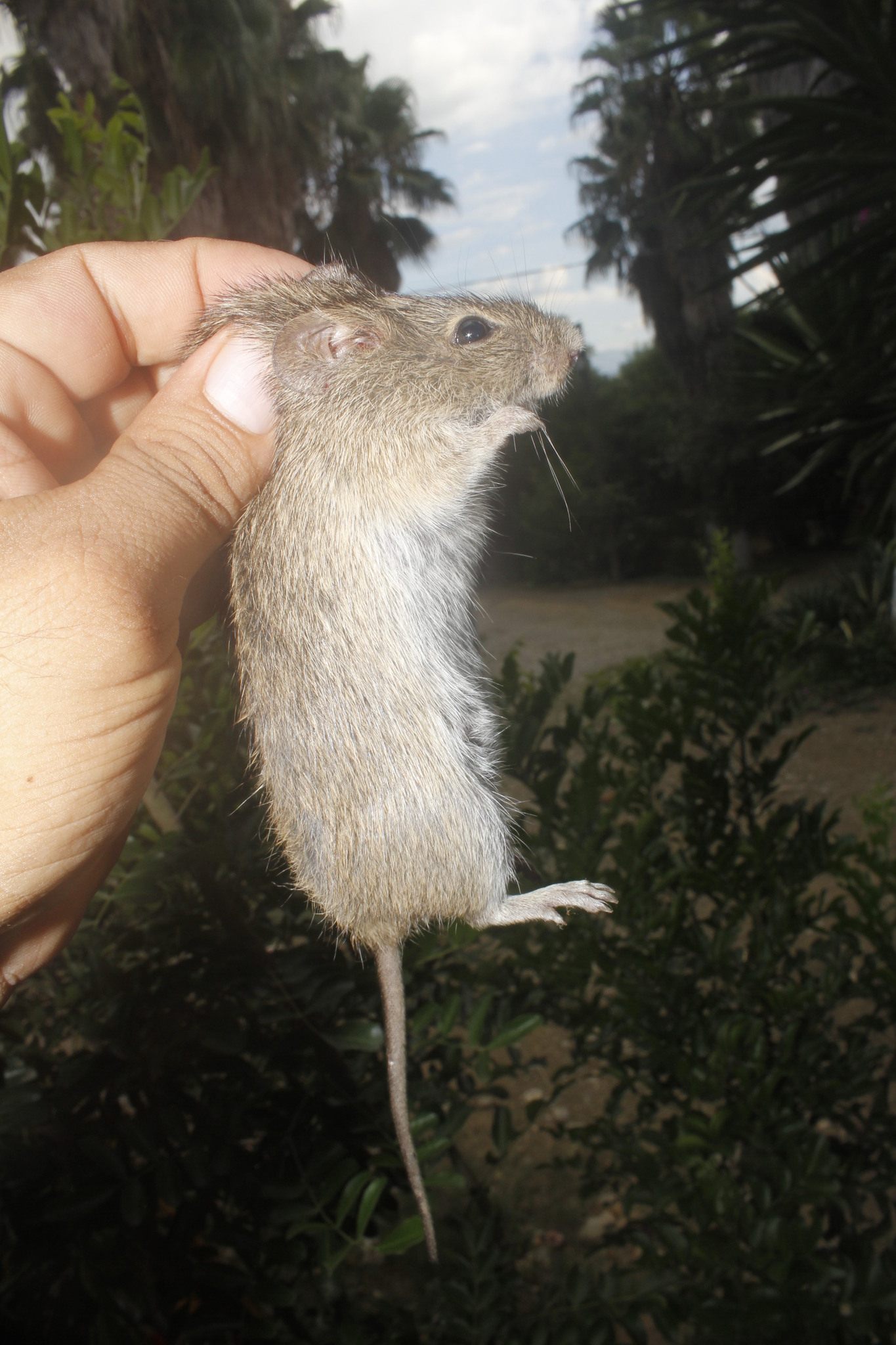 Sigmodon hispidus