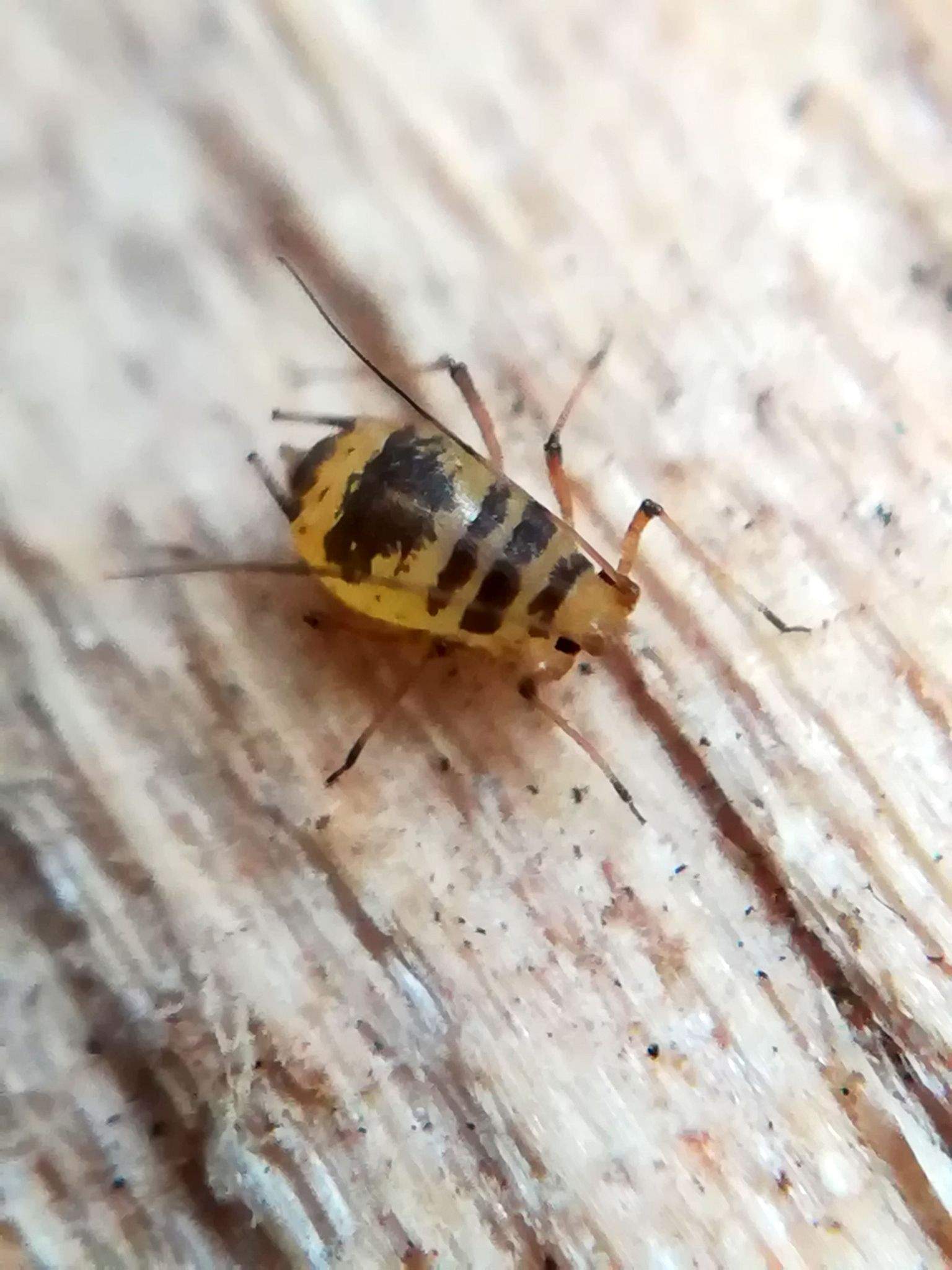 Neomyzus