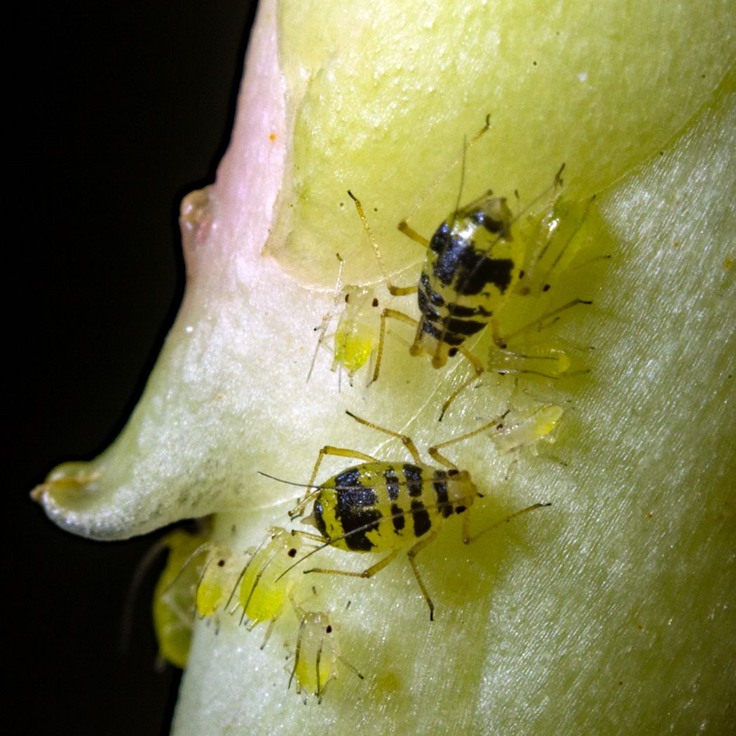 Neomyzus