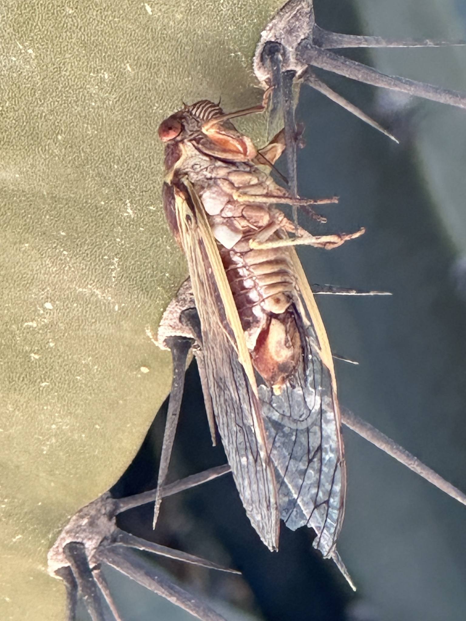 Diceroprocta